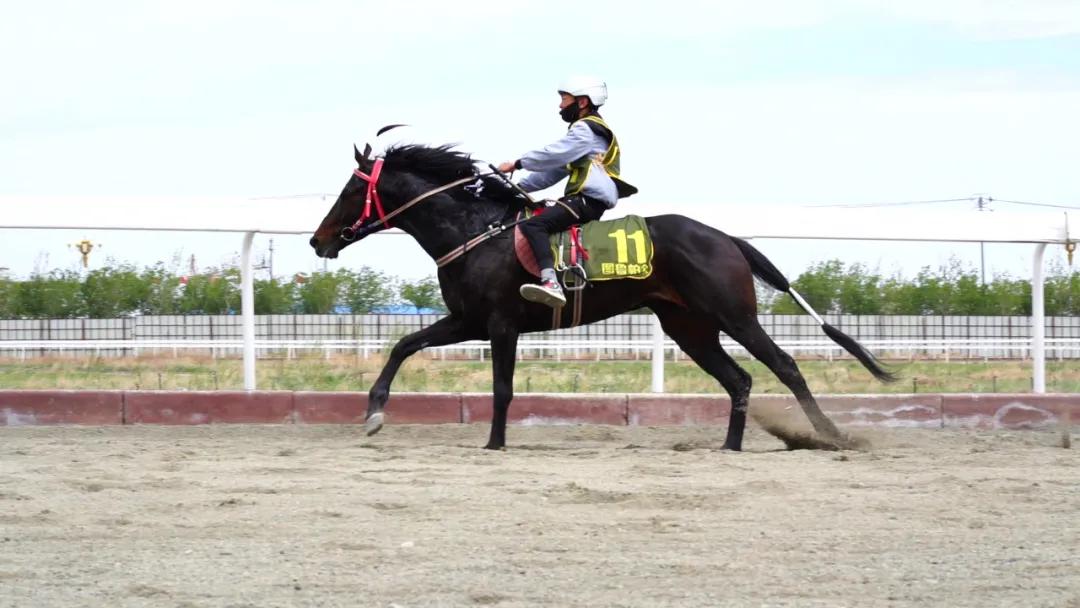 2019香港马会资料大全，免费资源与精彩赛事的完美结合香港2021年马会资料大全