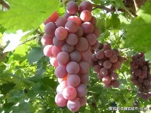 澳门新葡萄·京83玩法全解析，解锁娱乐与策略的双重盛宴