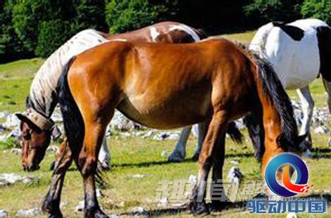 探索2018年四不像特马生肖图，传统与现代交织的奇妙世界四不像特肖图片今期今开奖