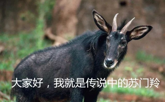今晚四不像生肖图，探寻神秘与趣味的结合今晚四不像生肖图今期点评