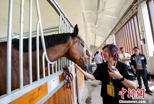 探索正版马会免费资料大全的奥秘，专业与价值的完美结合最准马会资料免费一