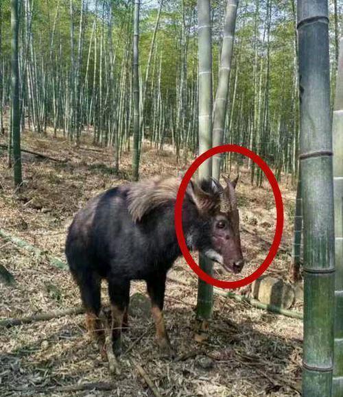 今晚四不像生肖图，探寻神秘与趣味的完美融合今晚四不像生肖图今期玩法